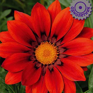 

Газания Нью Дэй Ред Шейдес 10 шт, Семена Поиск