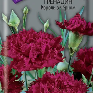 

Гвоздика Гренадин Король в черном 0,1 г, Семена Поиск