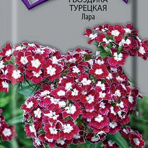 

Гвоздика Турецкая Лара 0,3 г, Семена Поиск