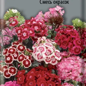 

Гвоздика Турецкая Смесь окрасок ц/п 0,25 г, Семена Поиск