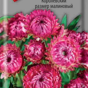 

Гелихризум Королевский размер Малиновый 0,1 г, Семена Поиск