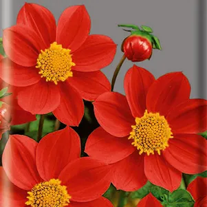 

Георгина Мигнон красная 0,2 г, Семена Поиск