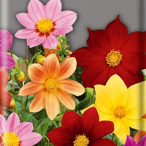 

Георгина Радуга 0,3 г, Семена Поиск