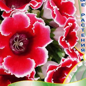 

Глоксиния Ред Пикоти 5 (Импресс), Семена Поиск