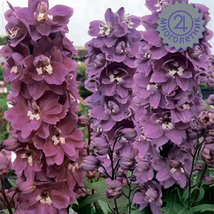 

Дельфиниум высокий Мэджик Фонтэйнс Черри Блоссом Вайт Би 10 шт, Семена Поиск