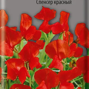 

Душистый горошек Спенсер красный 1 г, Семена Поиск