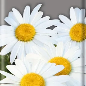 

Нивяник Белый танец 0,5, Поиск