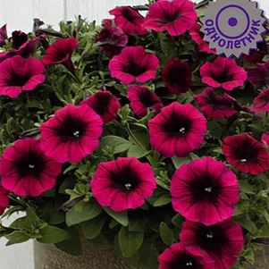 

Петуния Шок Вэйв Дип Парпл ампельная 5 шт, Семена Поиск