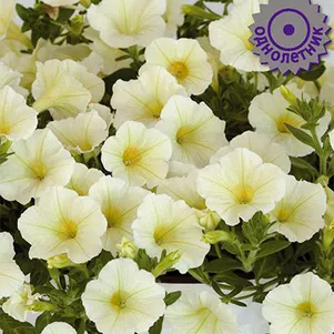 

Петуния Пендолино Еллоу Центр гибридная 5 шт, Семена Поиск