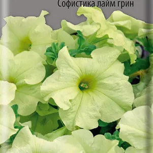 

Петуния Софистика Лайм Грин гибридная 5 шт, Семена Поиск