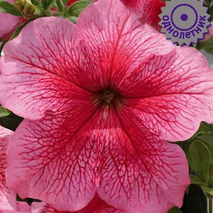 

Петуния Красные Жилки грандифлора 30, Семена Поиск