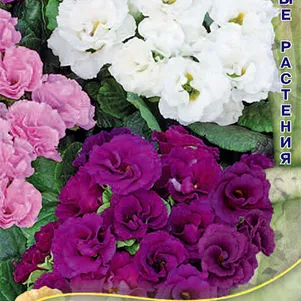 

Примула Розелла Микс махровая 5 шт, Семена Поиск