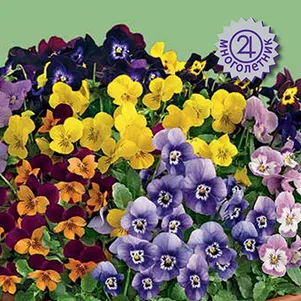 

Фиалка рогатая Эдмаер Макси Микс 10 шт, Семена Поиск