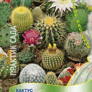 

Кактус Смесь видов 0,1 г, Семена Поиск