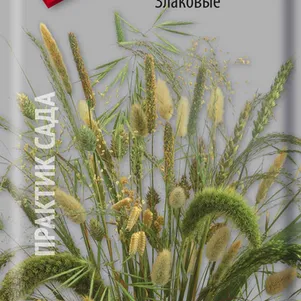 

Сухоцветы Злаковые 0,3 г, Семена Поиск