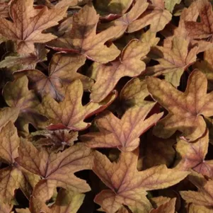 

Гейхерелла Арт Деко