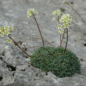 

Камнеломка инкрустированная