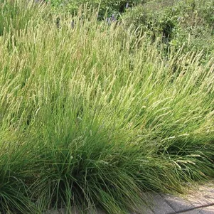 

Луговик (Щучка) Палава