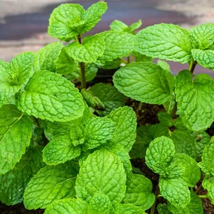 

Мята Яблоко