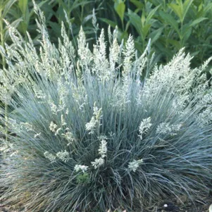 

Овсяница Варна сизая