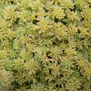 

Очиток (седум) Испанский Ауреа