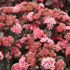 

Очиток (седум) Ред Спаркл