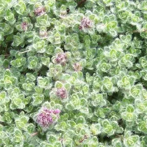 

Тимьян ложноопушистый Волли