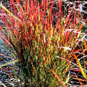 

Просо прутьевидное Сангрия