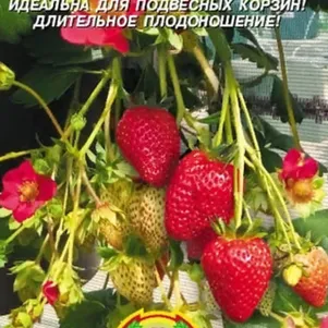 Земляника Вечность S1 10 шт Плазменные семена 72₽