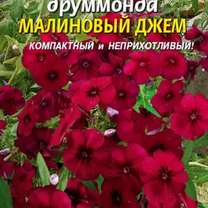 

Флокс Друммонда Малиновый джем 0,1 г, Плазменные семена