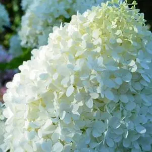 

Гортензия Минт Спирит метельчатая