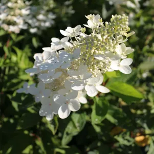 

Гортензия Вайт Леди (Белая Леди) метельчатая