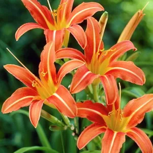 

Лилейник Маргарет Перри