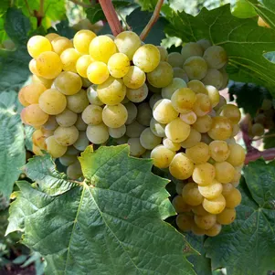 

Виноград Белоснежка столовый