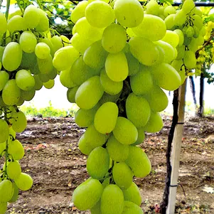 

Виноград Кишмиш Афродита