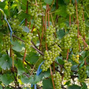 

Виноград Бианка