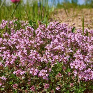 

Тимьян Мэджик Карпет ползучий