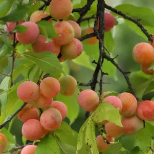 

Абрикос Краснощекий