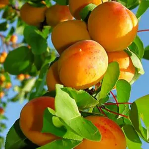 

Абрикос Медовый