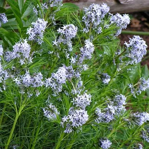 

Амсония хабричта