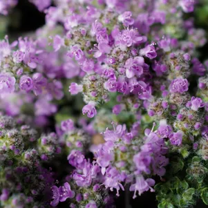 

Тимьян Пигмеус ранний