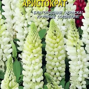 

Люпин многолетний Аристократ 0,45г, Плазменные семена
