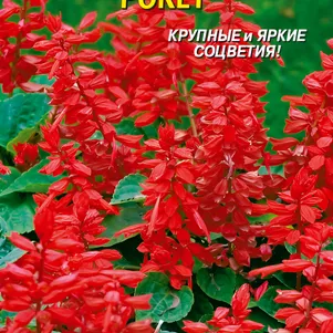 

Сальвия Рокет 0,08, Плазменные семена