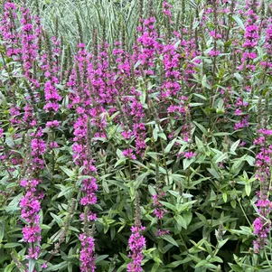 

Дербенник Леди Сэквилл иволистный