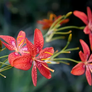 

Беламканда китайская