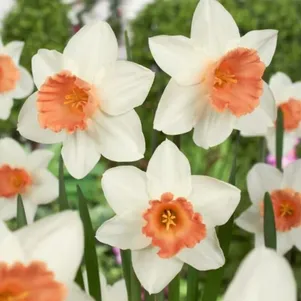 

Нарцисс Акцент крупнокорончатый 3 шт