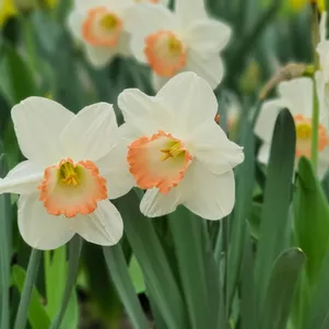 

Нарцисс Саломе крупнокорончатый 5шт.