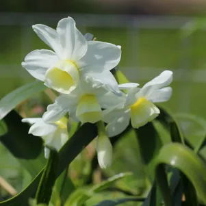 

Нарцисс Силвер Чаймс 3 шт