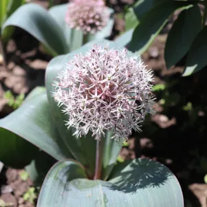 

Лук декоративный Каратавский 5 шт