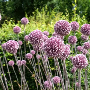 

Лук декоративный Саммер Драммер 2 шт